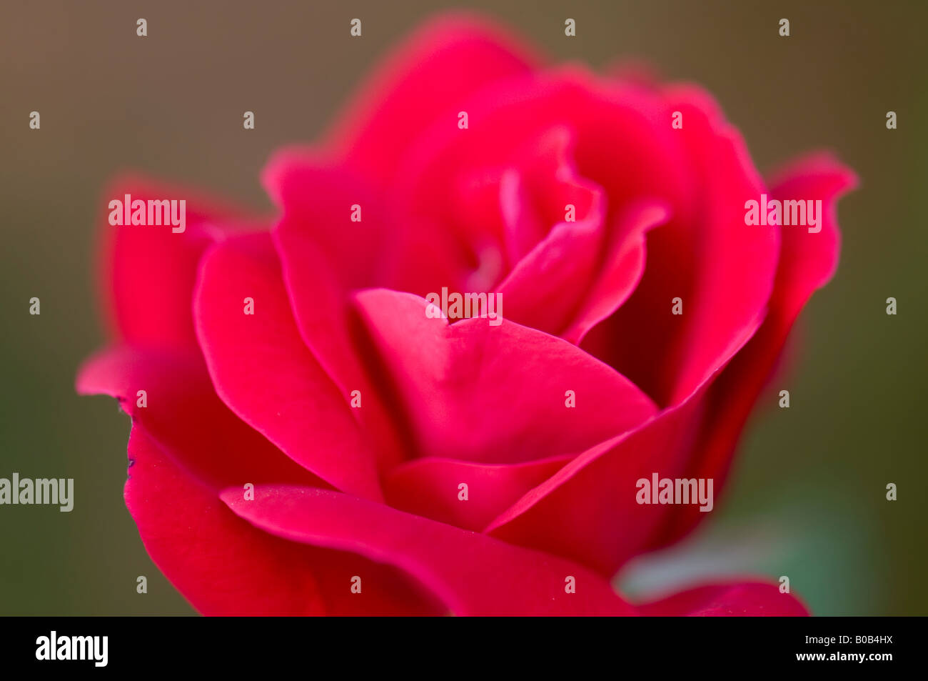 Ein schönes frisch eröffnet einzelne rote Rose. Oklahoma, USA. Stockfoto
