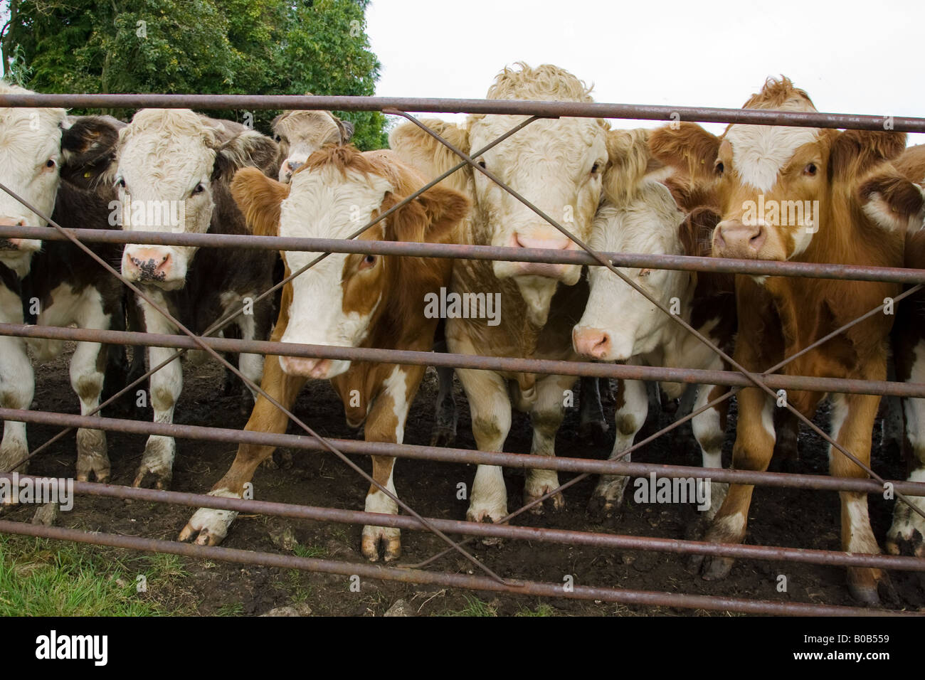 Bulle und Kühe am Bauernhof Tor Hazleton Gloucestershire The Cotswolds England United Kingdom Stockfoto