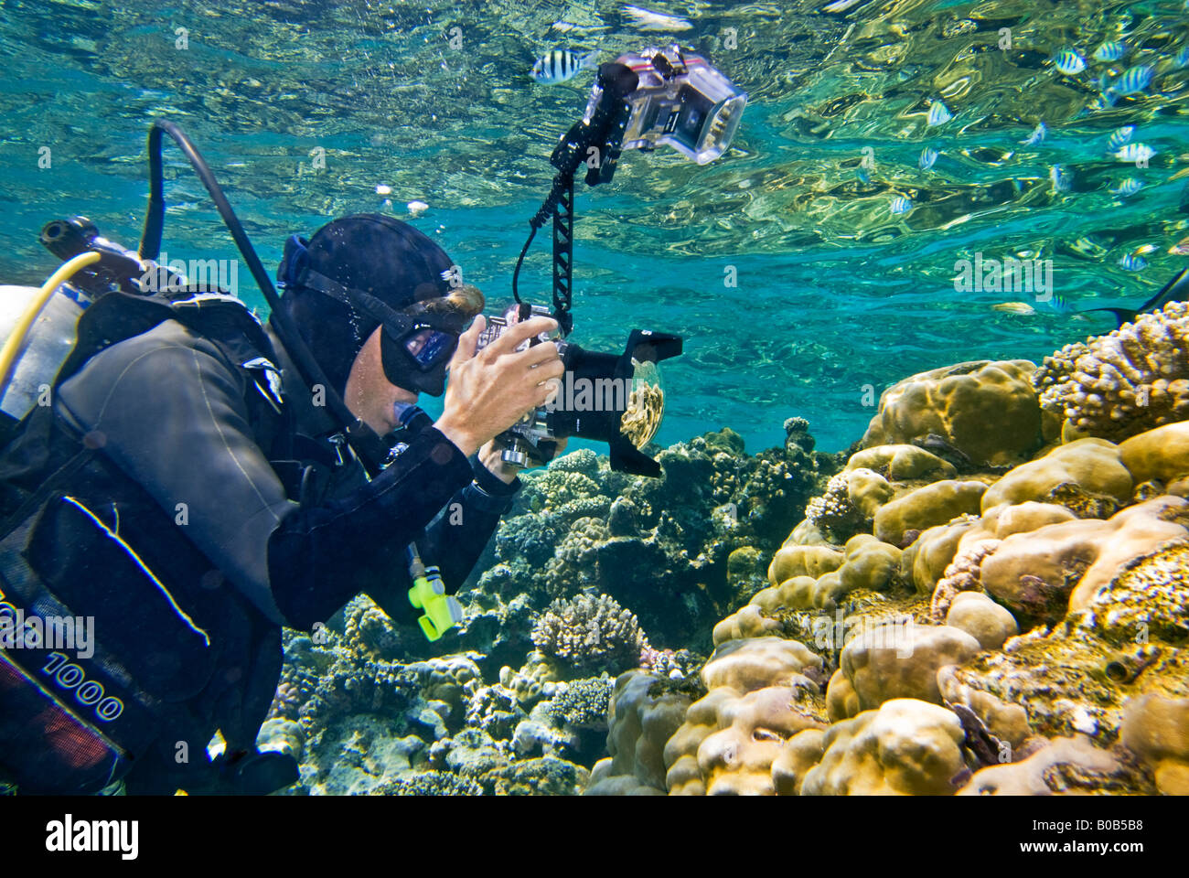 Fotograf Taucher Tauchen unter Wasser unter Wasser Kamera Riff Riff bei Marsa Nakara Marsa Alam Kamerablitz Stockfoto