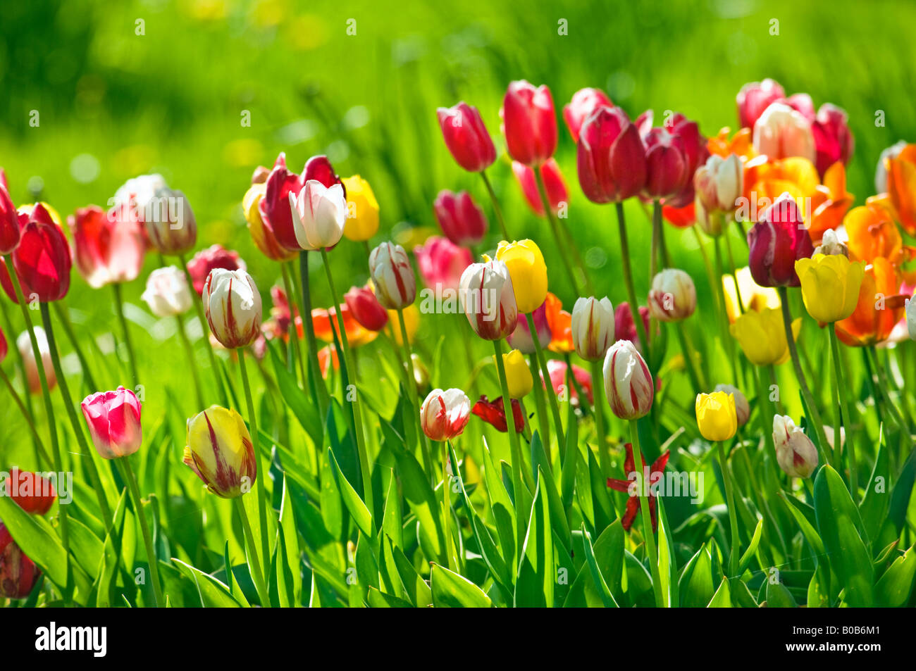 TULPENFELD BlumenGarten Blumen Frühling Frühling Pflanzen grün gelb