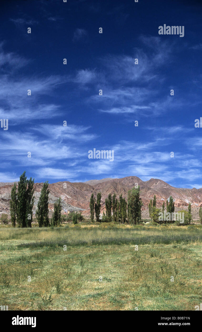 Eine Reihe von Pappelbäumen und grünen Feldern im Kontrast zu den Wüstenhügeln in der Andenvorderdillera, nahe Barreal, Calingasta Valley, Argentinien Stockfoto