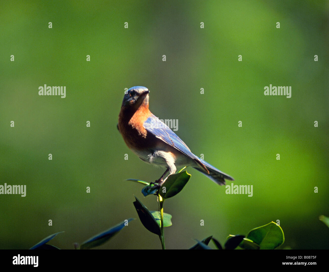 Ein Porträt von einem westlichen blauen Vogel Sialia mexicana Stockfoto