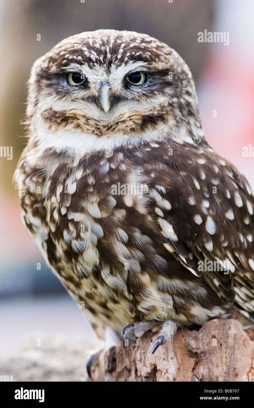 Britische Little Owl Charlton Park Wiltshire England Großbritannien Stockfoto