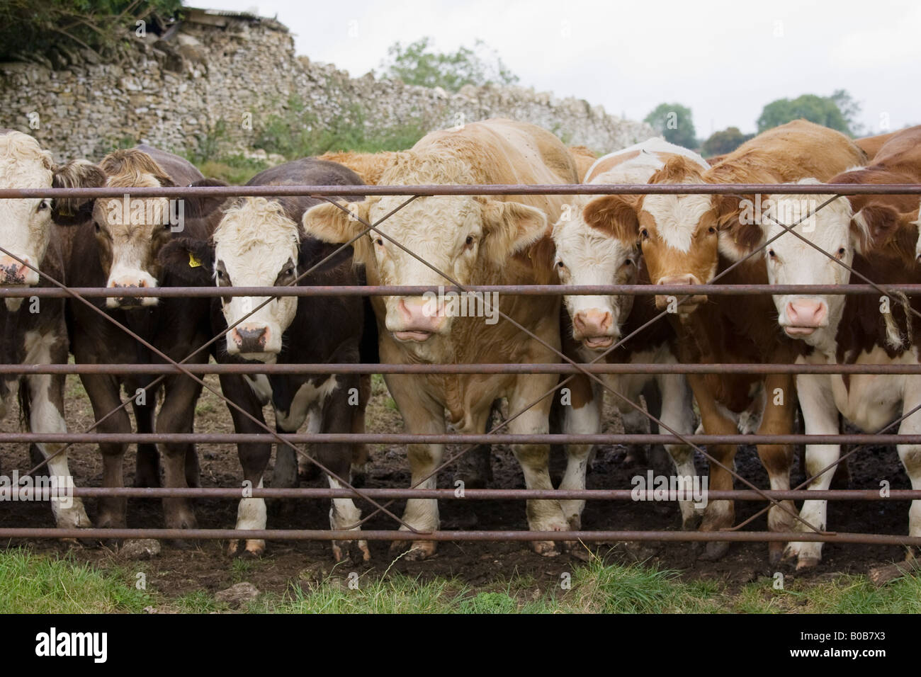 Bulle und Kühe am Bauernhof Tor Hazleton Gloucestershire The Cotswolds England United Kingdom Stockfoto