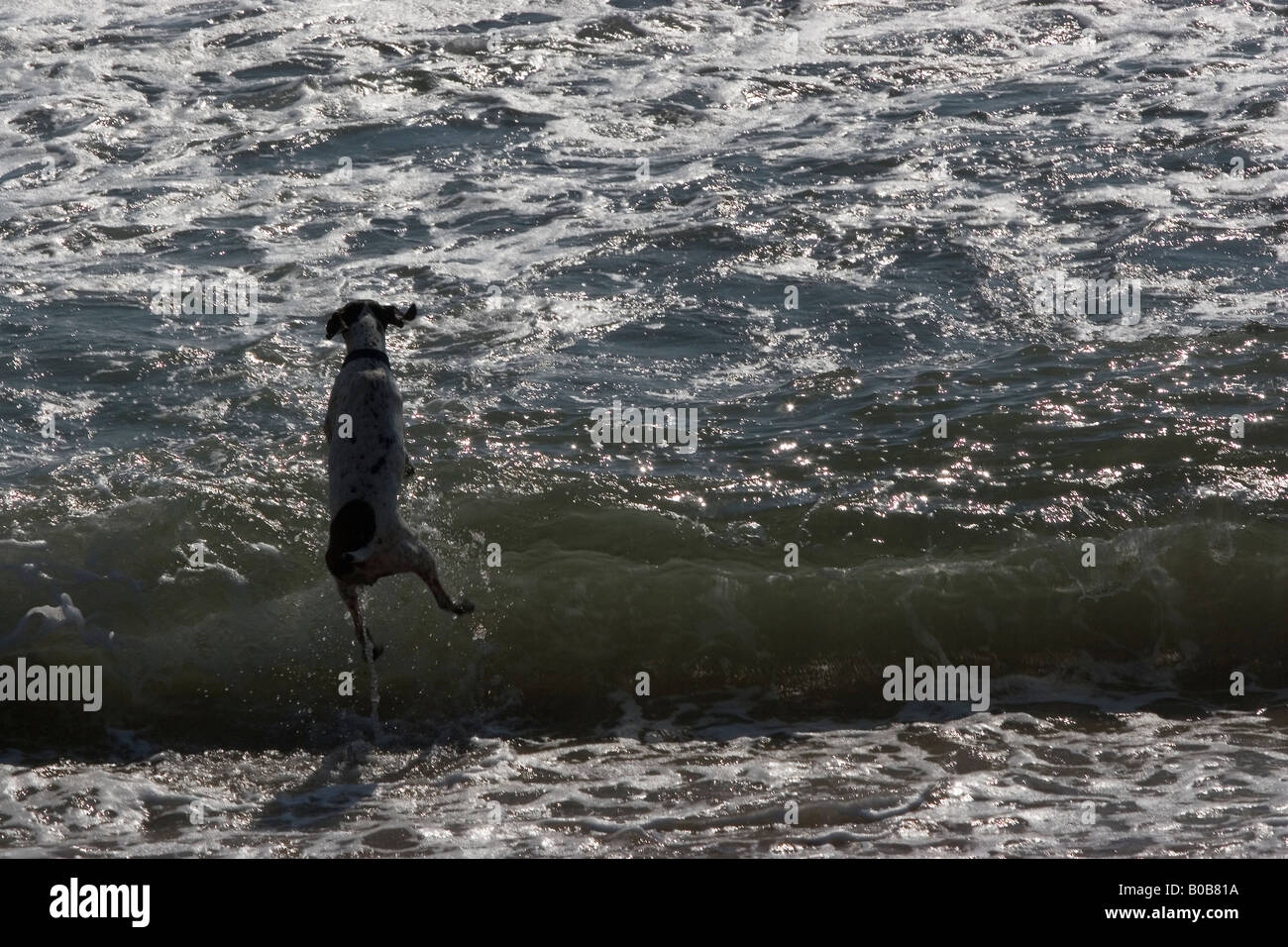 Hund spielen in der Brandung am Strand in Mazatlan, Mexiko Stockfoto