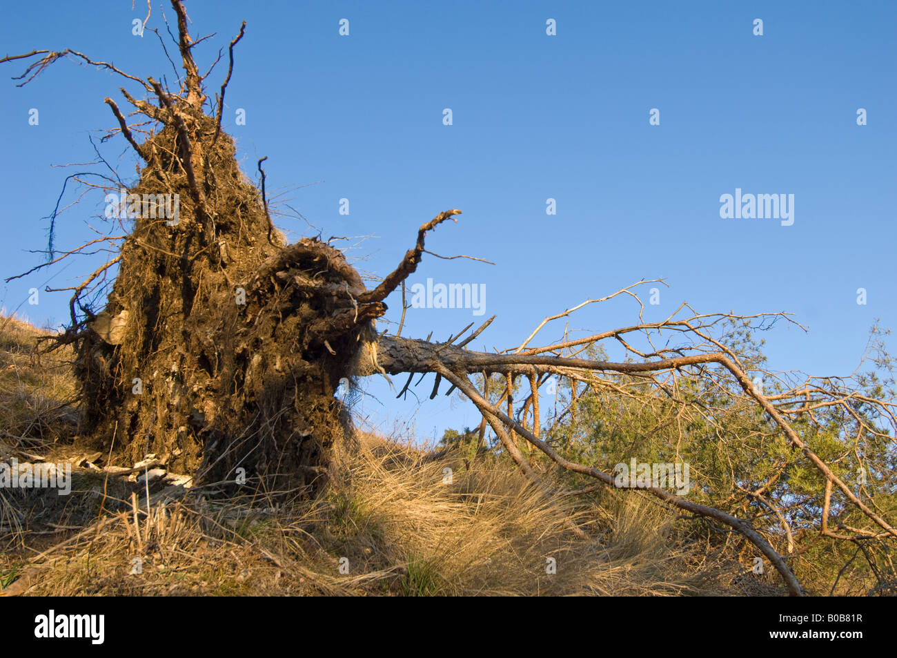 Disroot disrooting entwurzelte Baum entwurzeln Entwurzelung entwurzelte Wurzeln Stockfoto