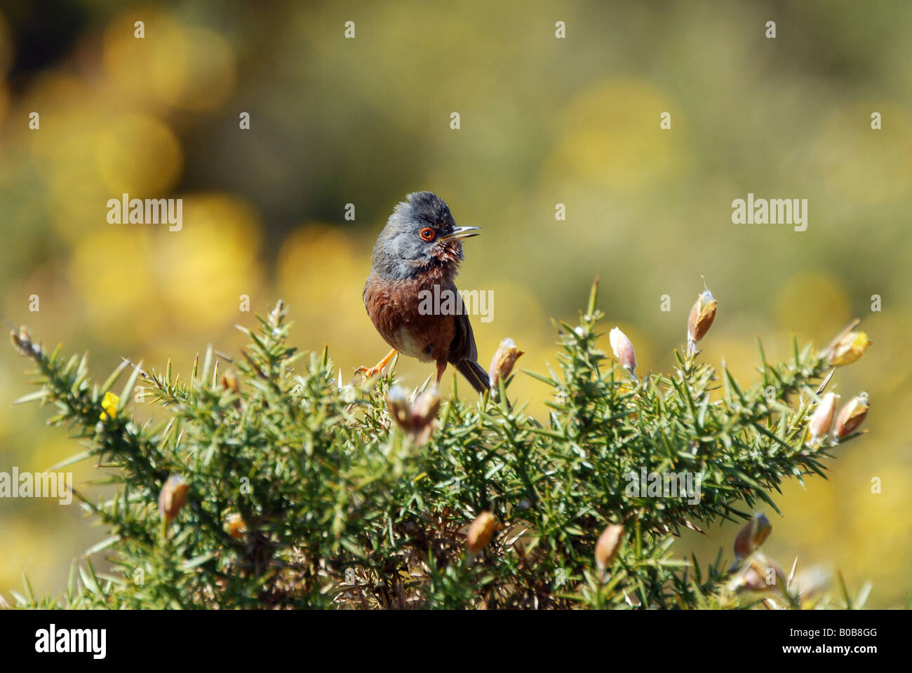 Dartford Warbler thront Stockfoto