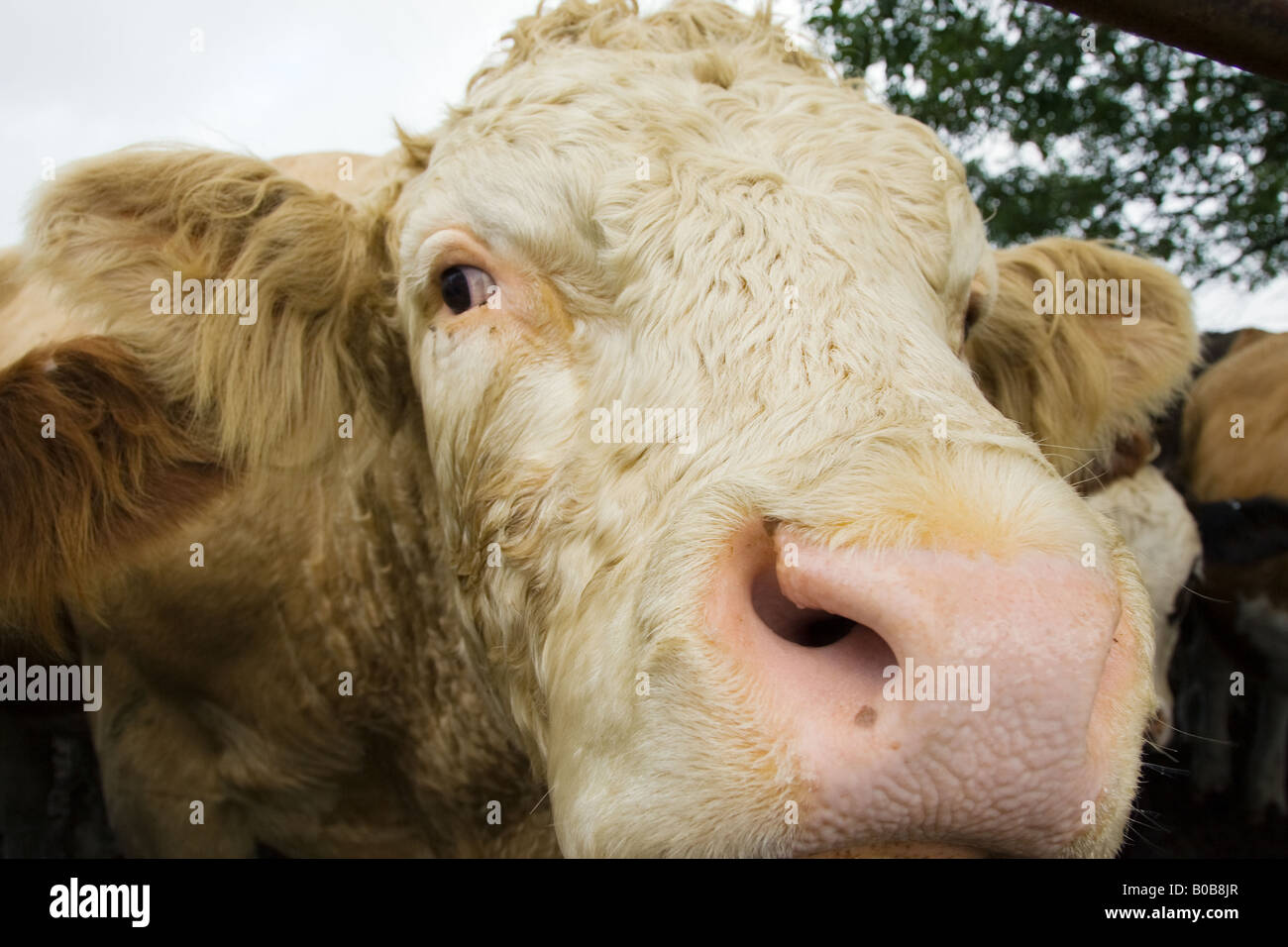 Bull Hazleton Cotswolds Gloucestershire-England-Großbritannien Stockfoto
