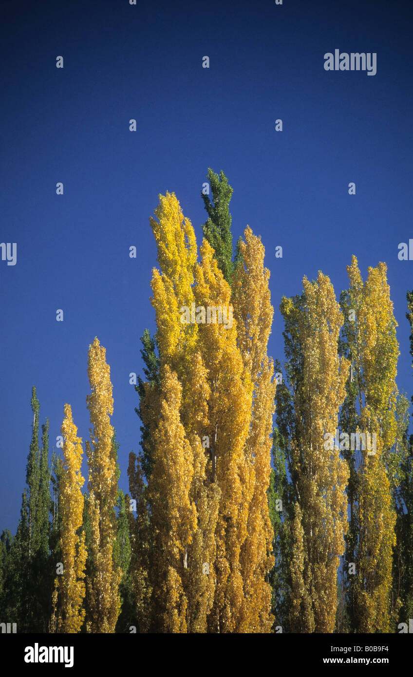 Eine Reihe von Pappelbäumen mit goldenen Blättern vor blauem Himmel im Herbst, in der Nähe von Barreal, Calingasta Valley, Provinz San Juan, Argentinien Stockfoto