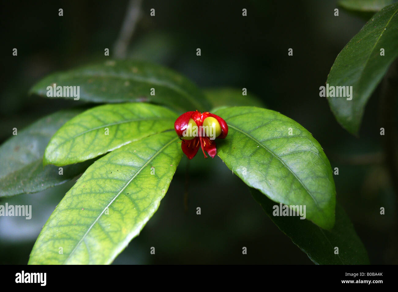 eine Knospe, die auf eine Pflanze in den Tropen gefunden Stockfoto