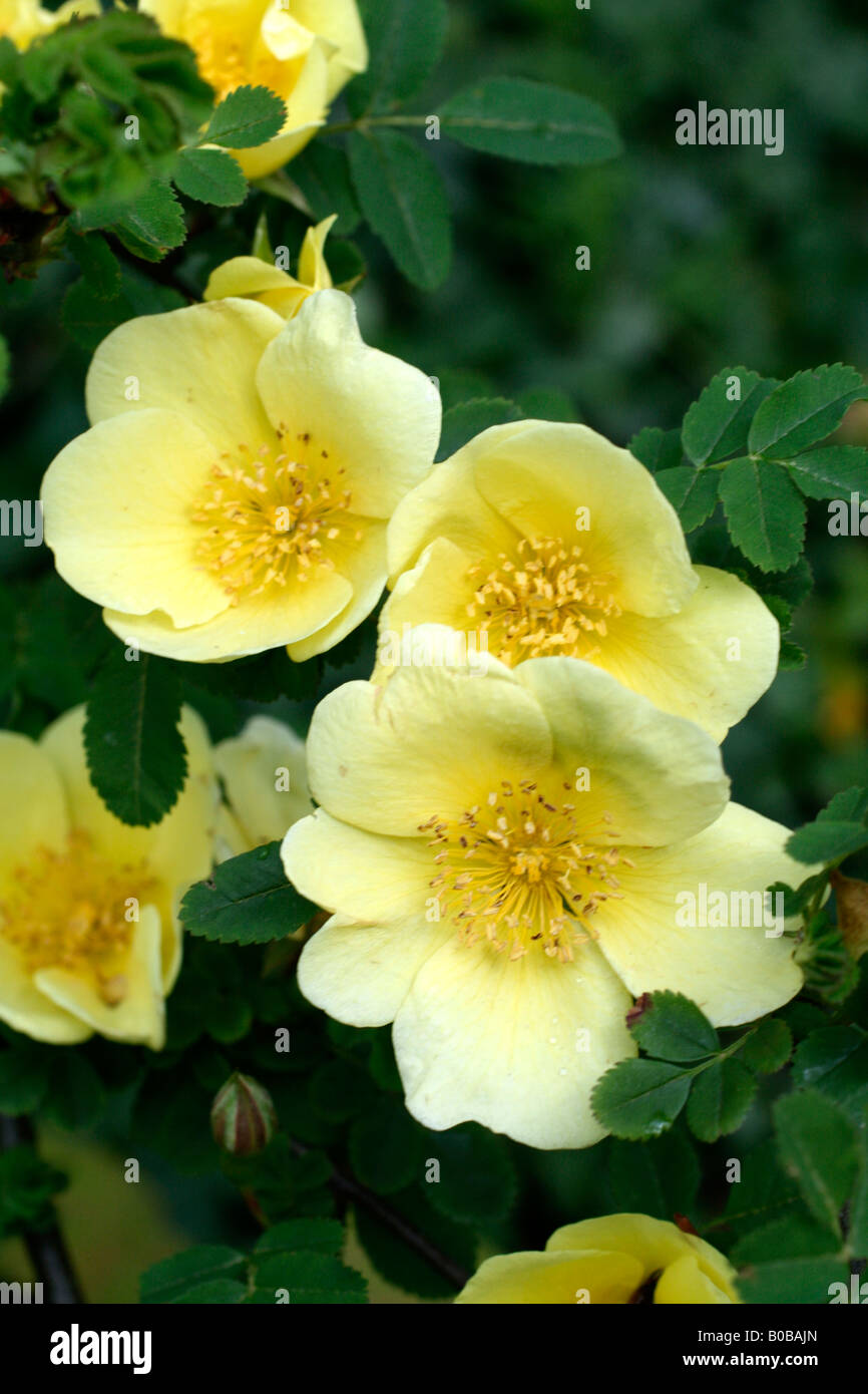 ROSA CANARY BIRD Stockfoto