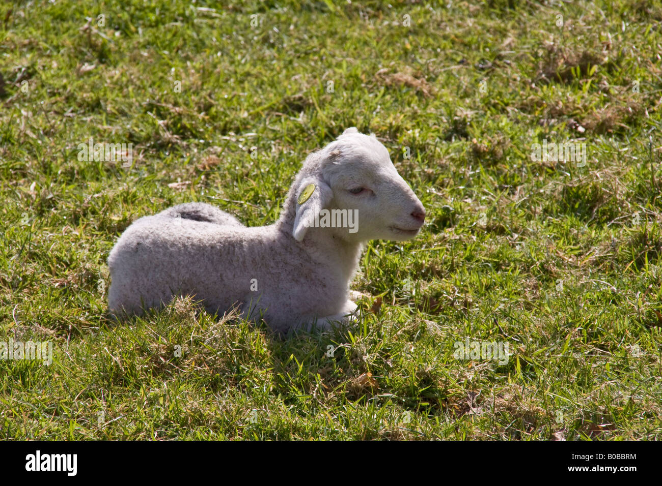 Wiltshire Horn Schafe Lamm Frühling Stockfoto