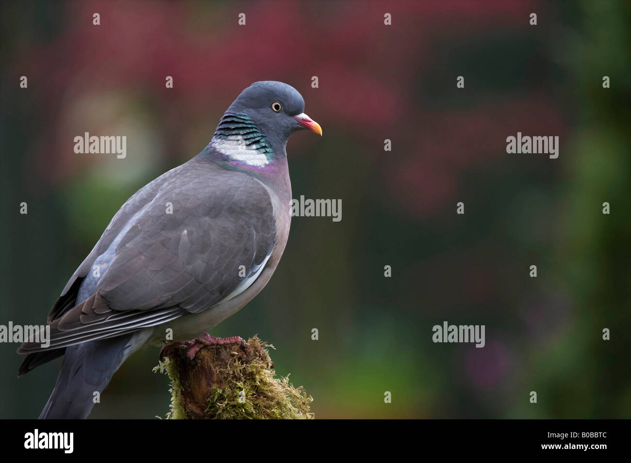 Columba Palumbus. Woodpigeon auf einem Moos bedeckt post Stockfoto