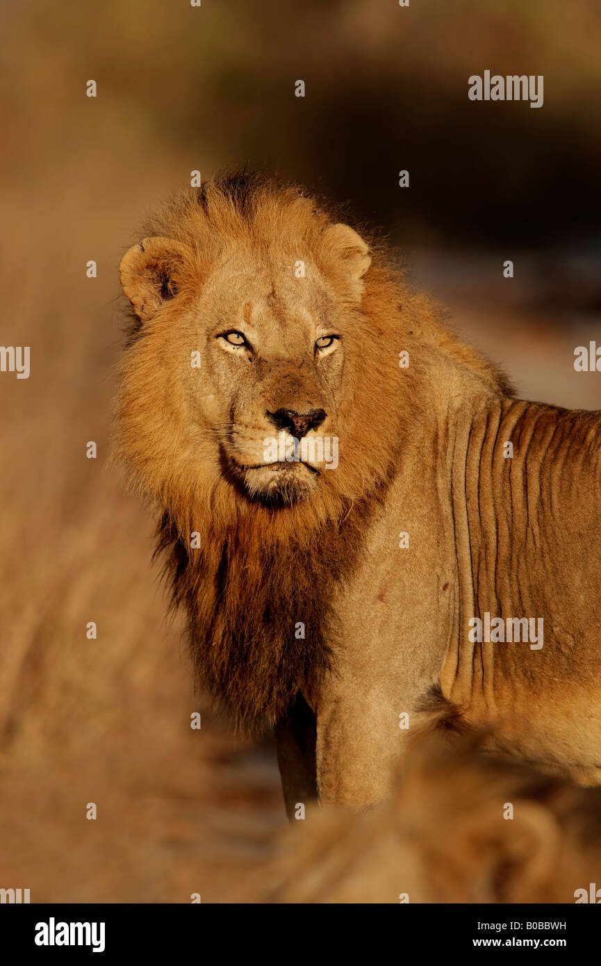 Porträt eines großen männlichen afrikanischen Löwen (Panthera Leo), Kruger National Park, Südafrika Stockfoto