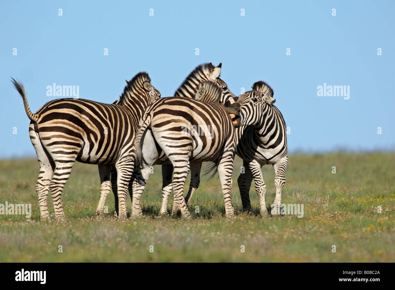 Gruppe von Ebenen (Burchell) Zebras (Equus Quagga), Südafrika Stockfoto