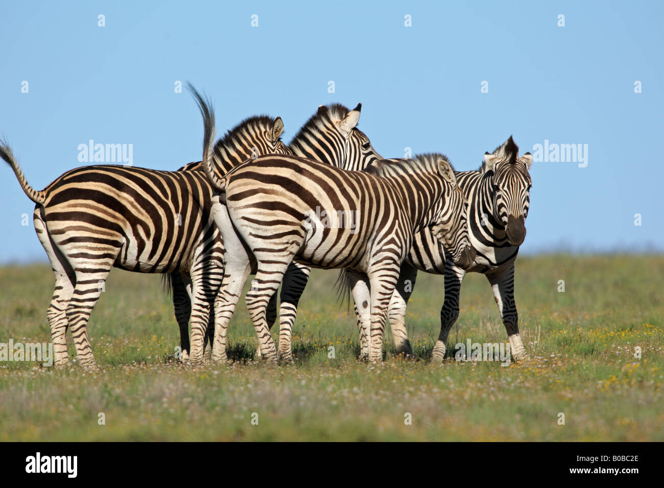 Gruppe von Ebenen (Burchell) Zebras (Equus Quagga), Südafrika Stockfoto