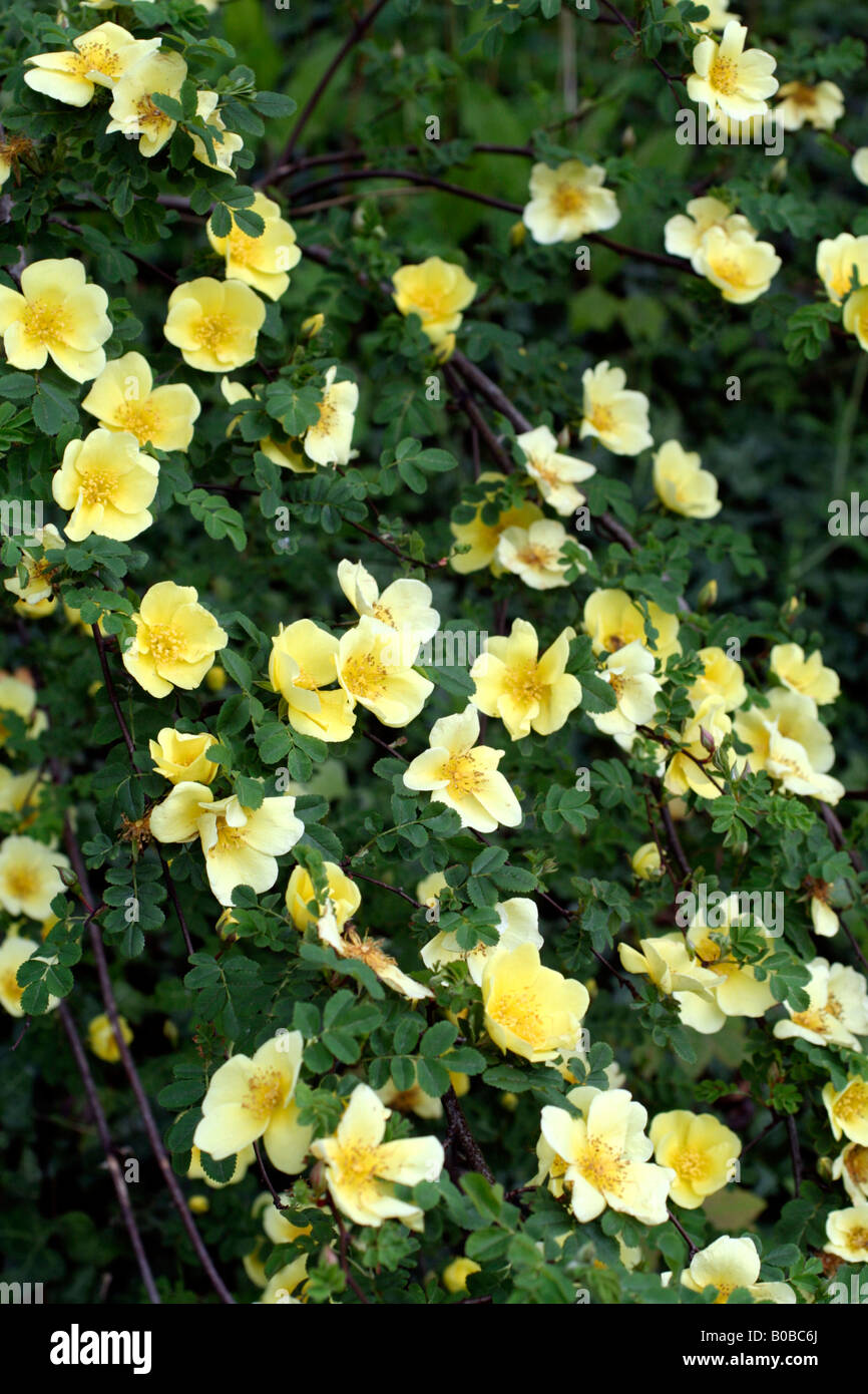 ROSA CANARY BIRD Stockfoto