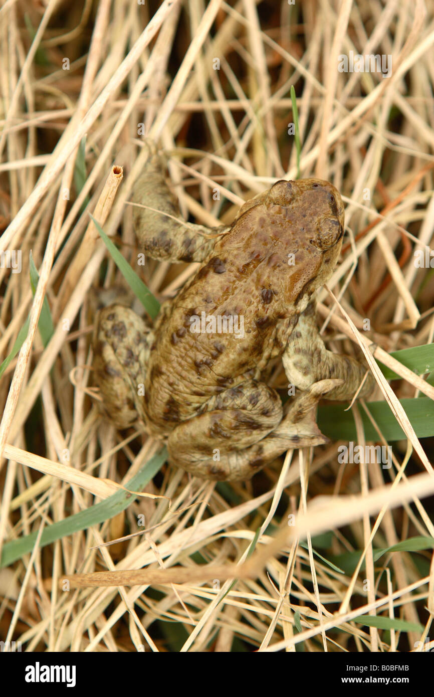 Gemeinsamen Kröte Bufo Bufo gut versteckt und getarnt in Trockenrasen in der Nähe von einem Teich Stockfoto