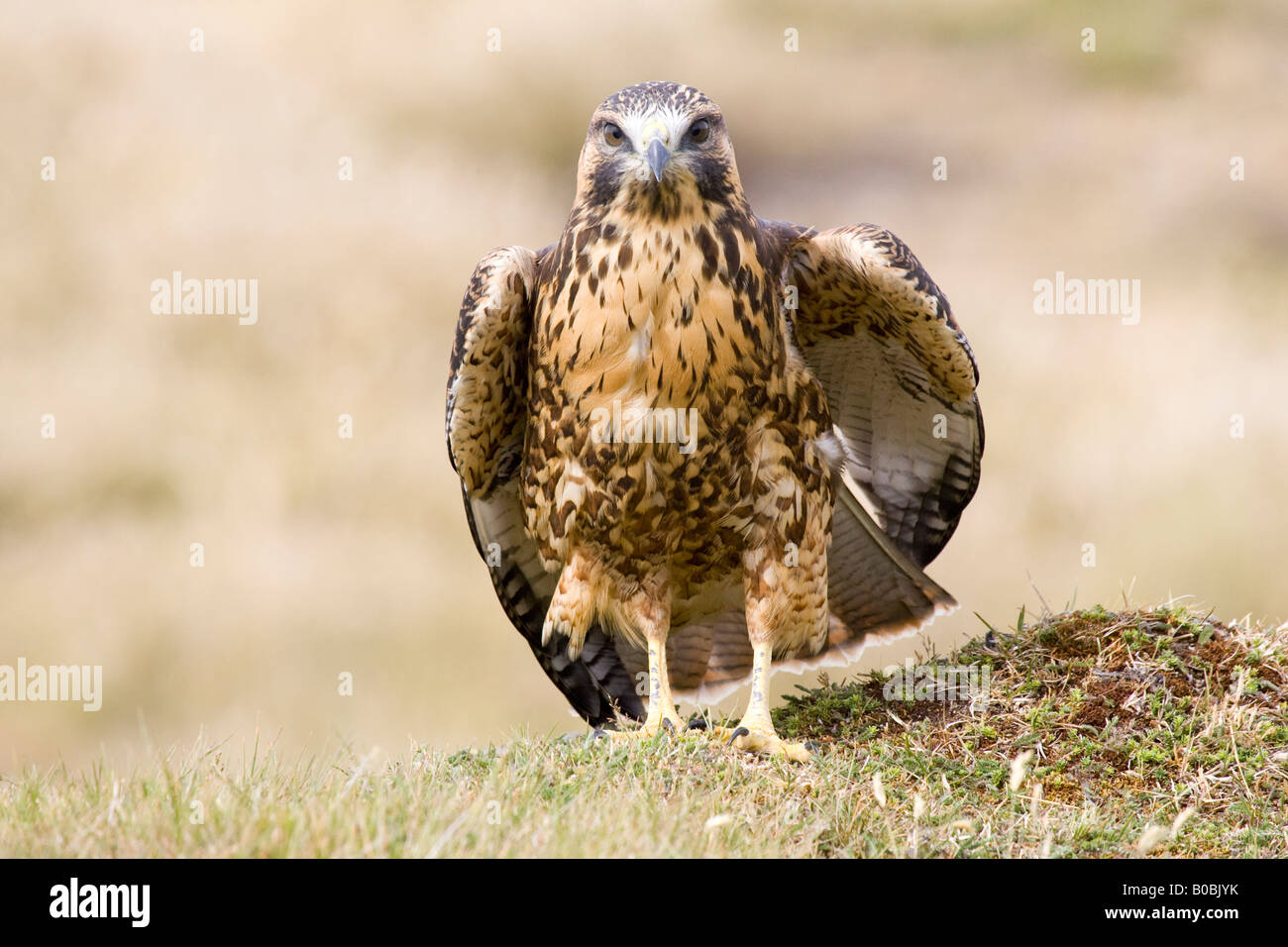 Red-backed Bussard in Falkland-Inseln Stockfoto