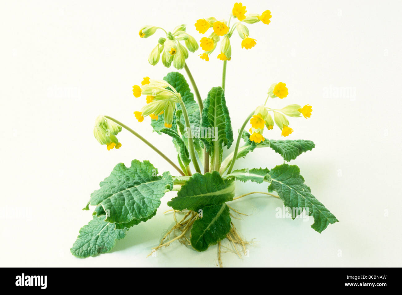 Schlüsselblume (Primula Veris), blühende Pflanze, Studio Bild Stockfoto