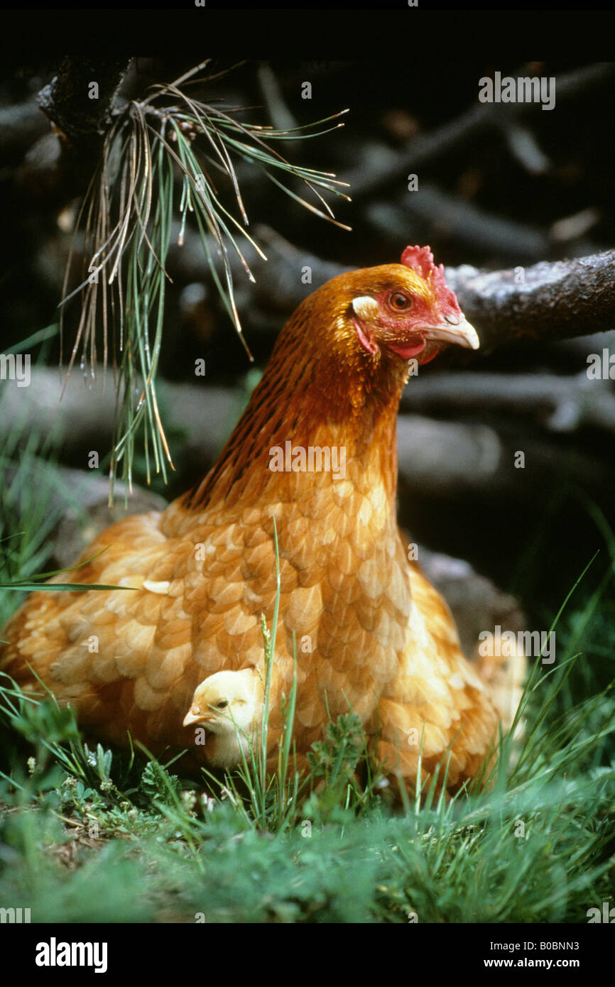 Brütendes Huhn Stockfotos & Brütendes Huhn Bilder - Alamy