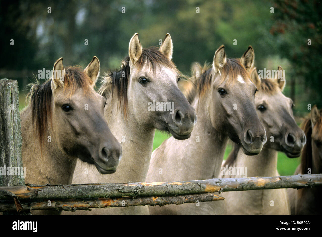 Konik (Equus Caballus), Gruppe über einen Zaun suchen Stockfoto