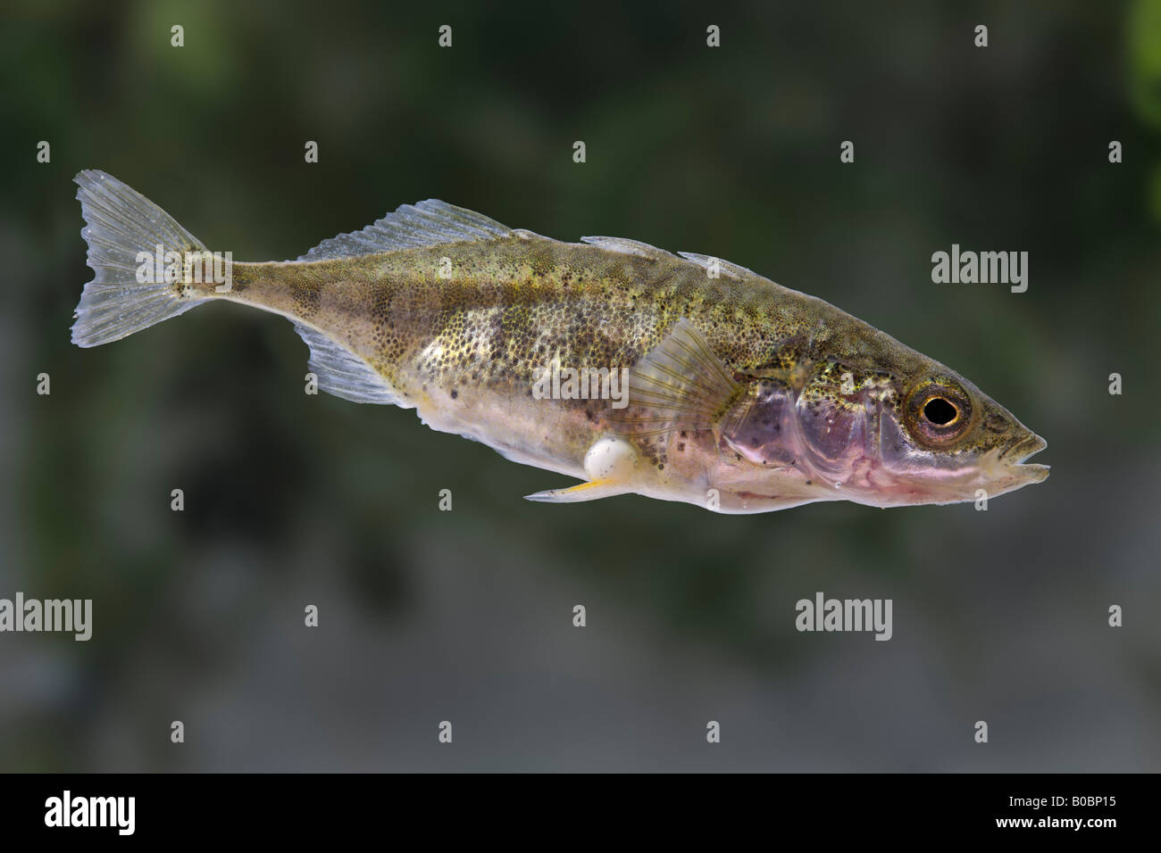 3-spined Stichling Gasterosteus aculeatus Stockfoto