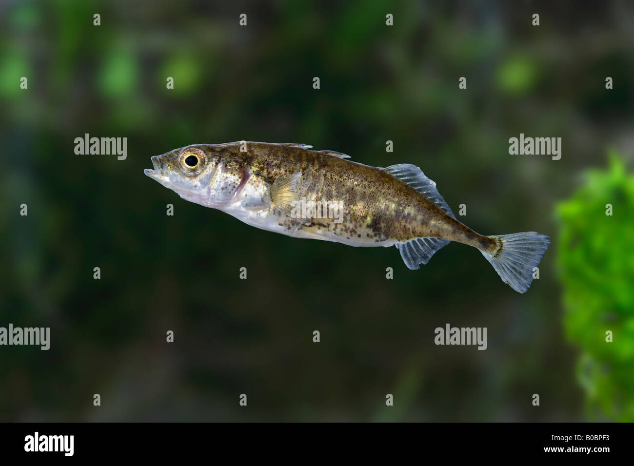 3-spined Stichling Gasterosteus aculeatus Stockfoto