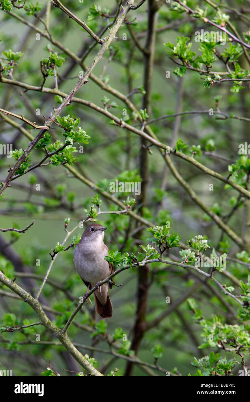 Nachtigall Luscinia Megarhynchos im Busch singt Paxton Gruben Cambs Stockfoto