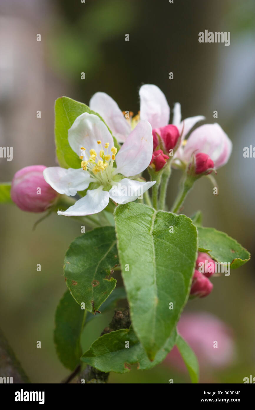 Nahaufnahme der Blüten und Knospen eines Baumes Crab Apple, Malus 'golden Hornet' Stockfoto