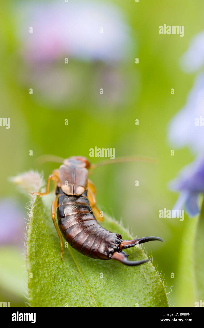 Eine gemeinsame Ohrwurm Forficula Auricularia. Stockfoto