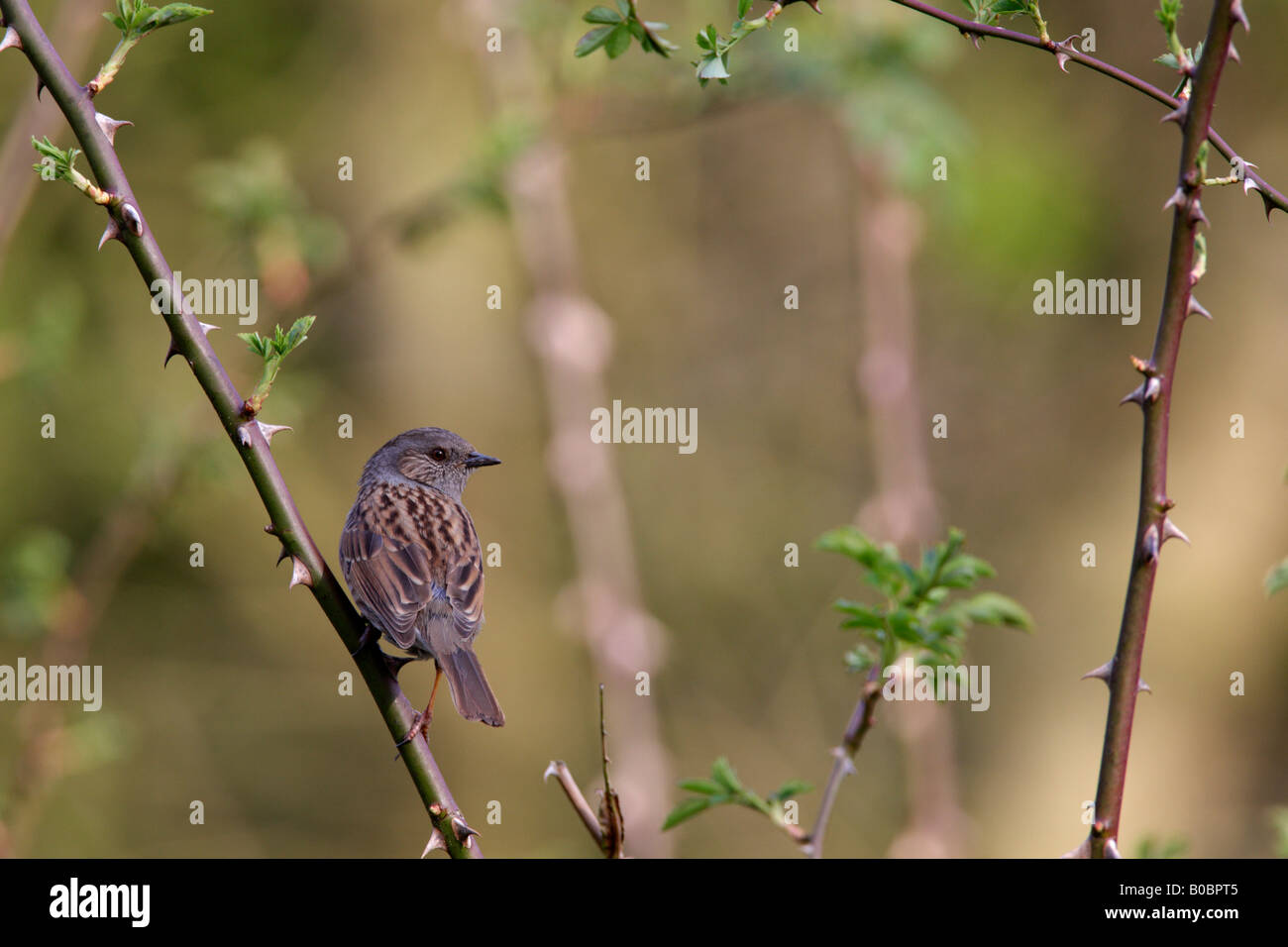 Heckenbraunelle Prunella Modularis thront in wilde rose aussehende Warnung, dass Paxton Cambs Gruben Stockfoto