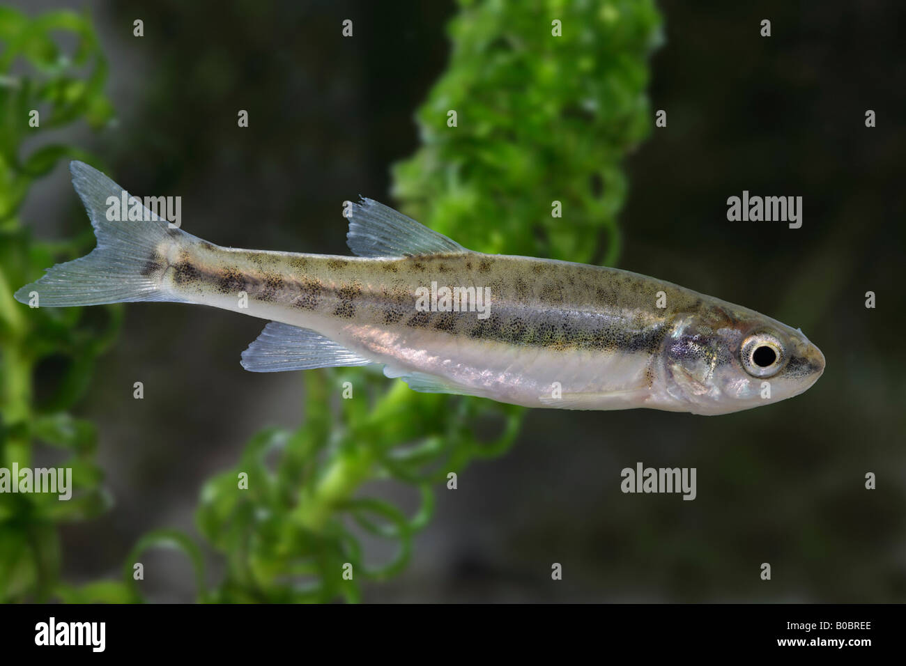 Elritze Phoxinus Phoxinus alert Potton Bedfordshire suchen Stockfoto