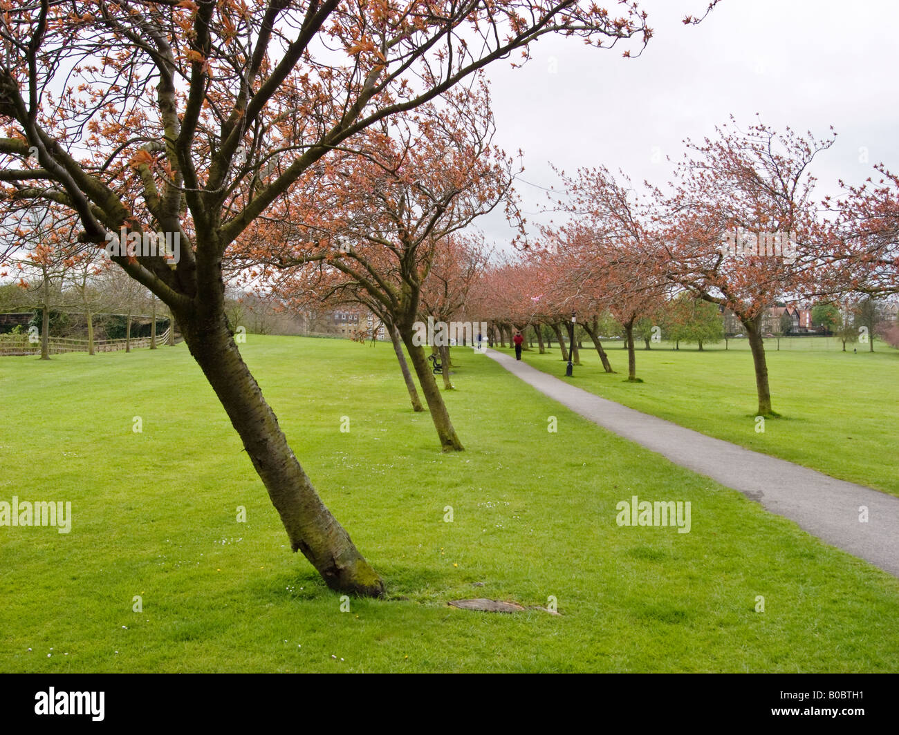 Wirkung der vorherrschenden Winde auf einer Allee von Zierpflanzen in Harrogate parkland Stockfoto