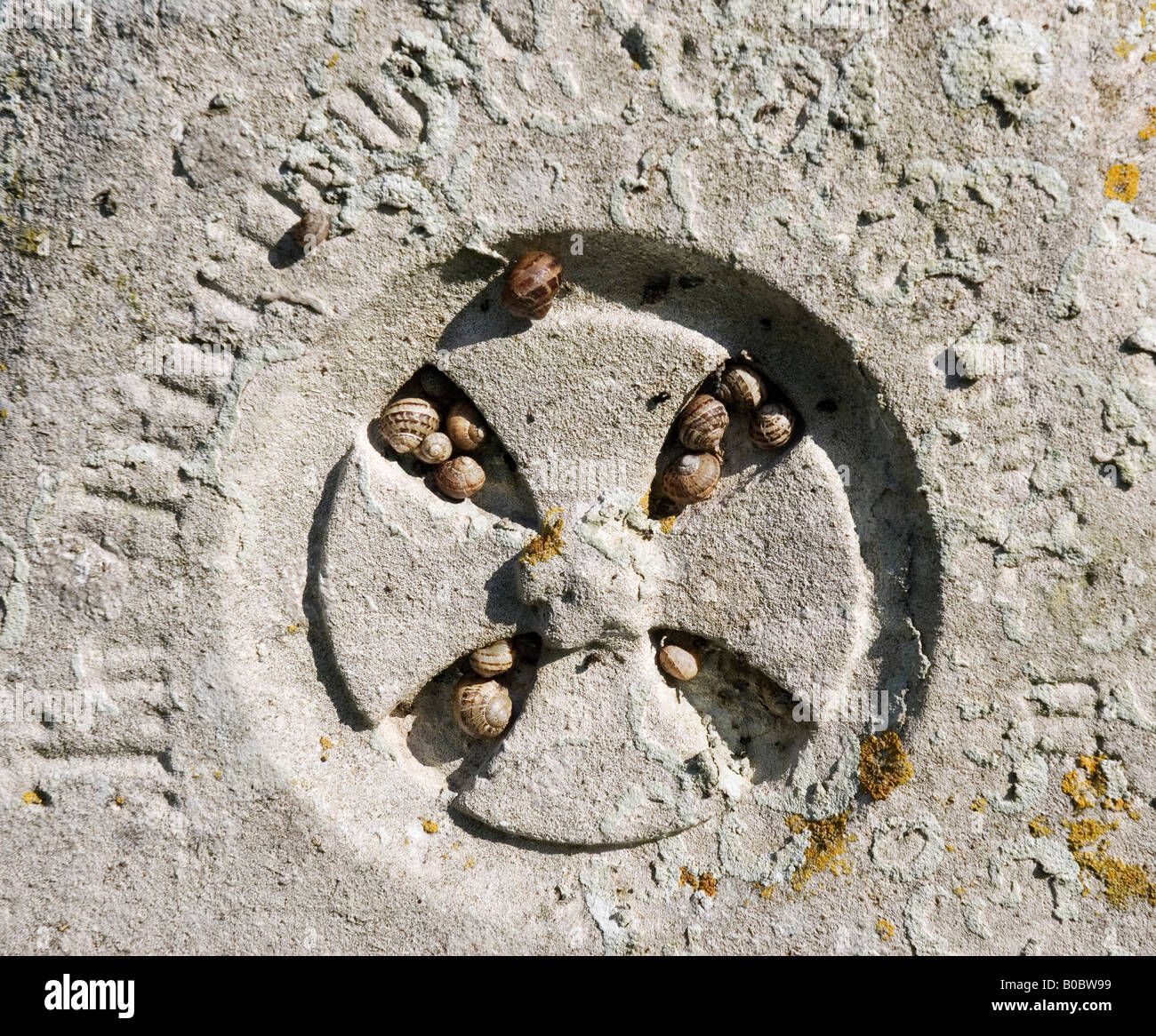 Ein Cluster von Schnecken Zuflucht vor der Hitze des Tages im Schatten erstellt von Carven auf einem Grabstein. Stockfoto