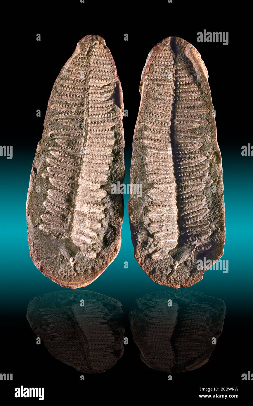 Farn Fossil Alethopteris Sp Pennsylvanian Zeitraum Mazon Creek IL Stockfoto