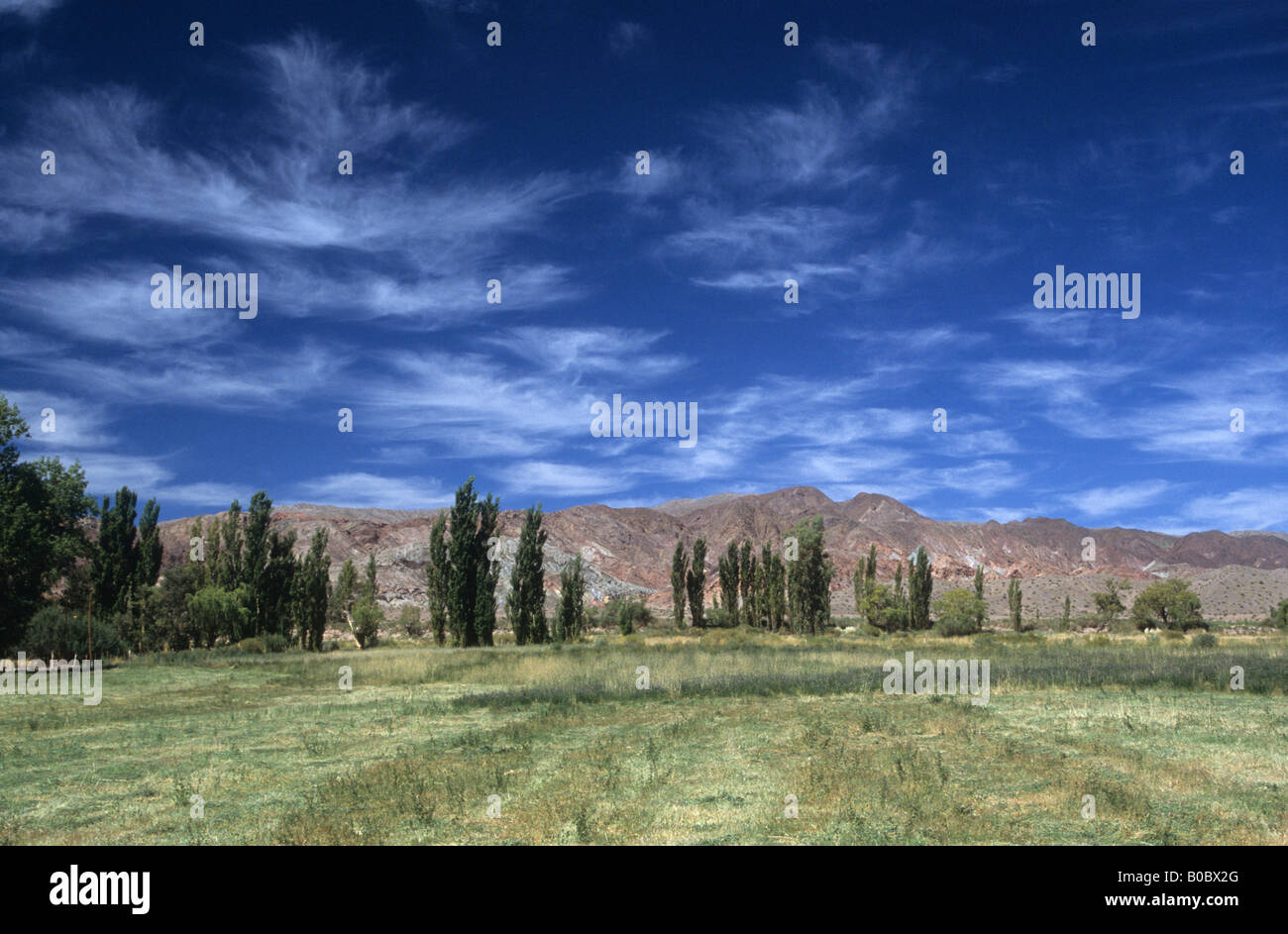 Eine Reihe von Pappelbäumen und grünen Feldern im Kontrast zu den Wüstenhügeln in der Andenvorderdillera, nahe Barreal, Calingasta Valley, Argentinien Stockfoto