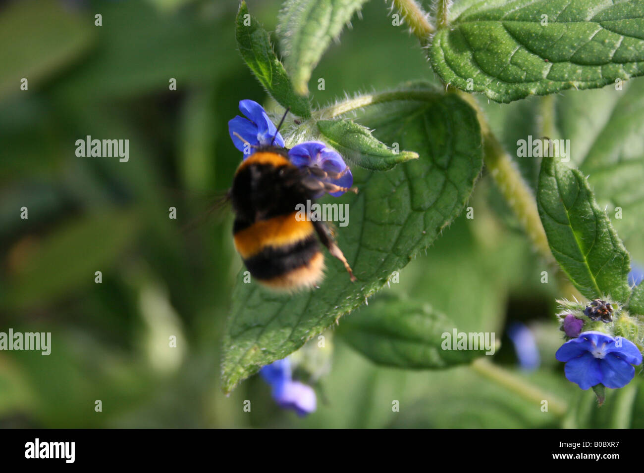 Bombus Apidae - BumbleBee sammeln Pollen Stockfoto