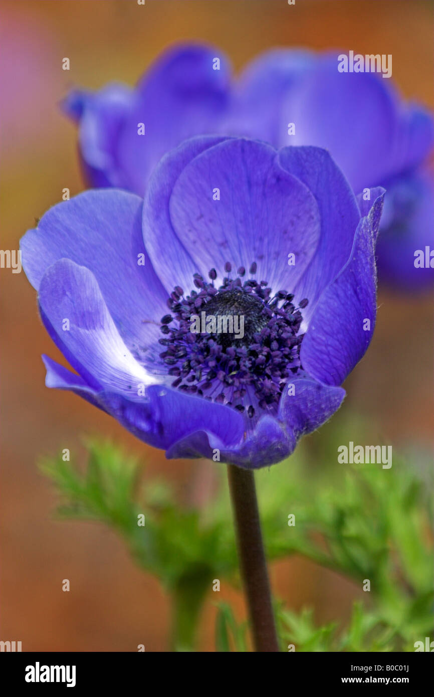 Blaue Anemonenblume Stockfoto