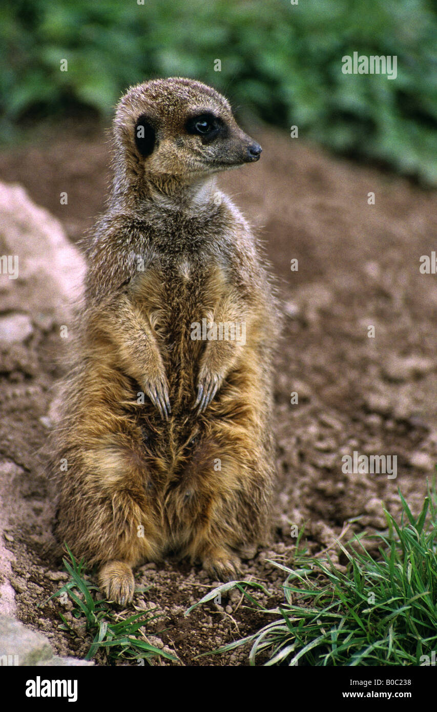 Erdmännchen Suricata Suricatta in einem Wildpark Stockfoto