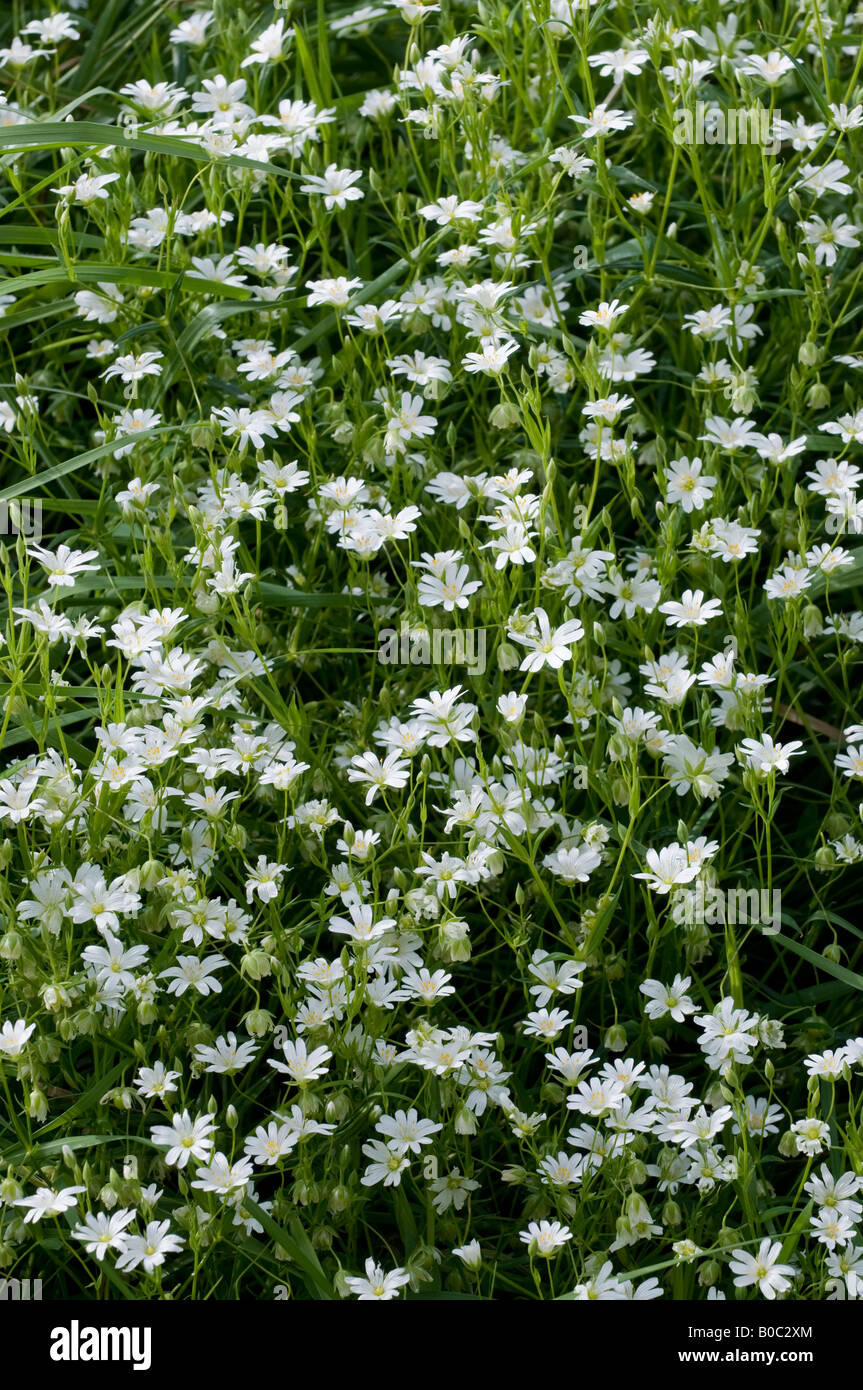 Größere Stitchwort - Stellaria Holostea, Frankreich. Stockfoto