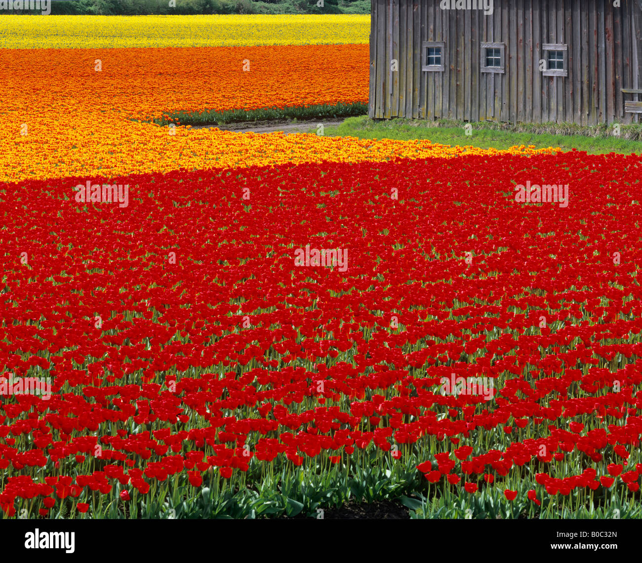 Skagit County WA verwitterte Scheune mit drei Fenstern und Felder rot orange und gelbe Tulpen Stockfoto