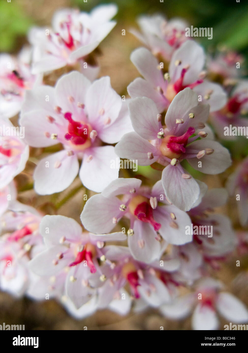 Closeup Farbbild aus einem Haufen aus kleinen weißen Blüten Stockfoto