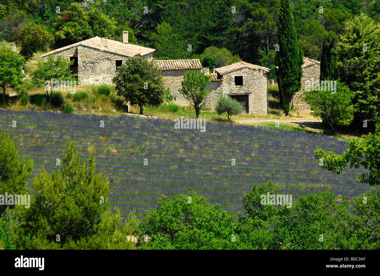 Verlassenen Bauernhof mit Lavendelfeld, Provence, Frankreich Stockfoto