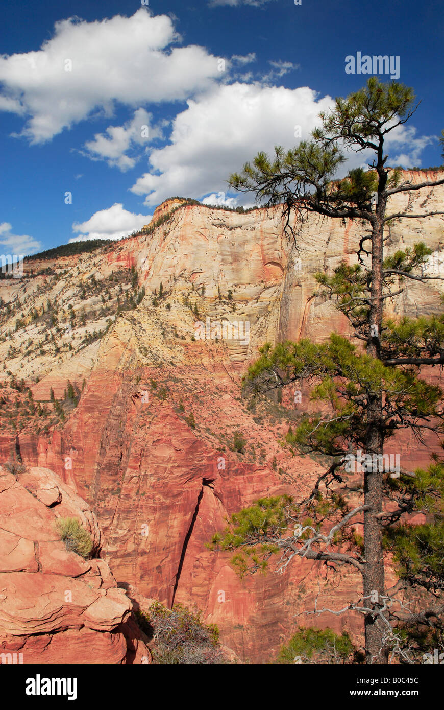 Kiefer und senkrechten Wände des Zion Canyon in der Ferne Stockfoto