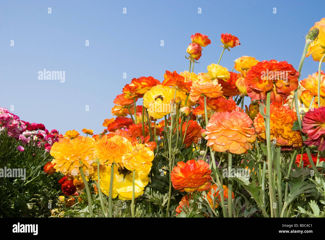 Schön bunt Ranunkeln Wildblumen an einem sonnigen Tag Stockfoto