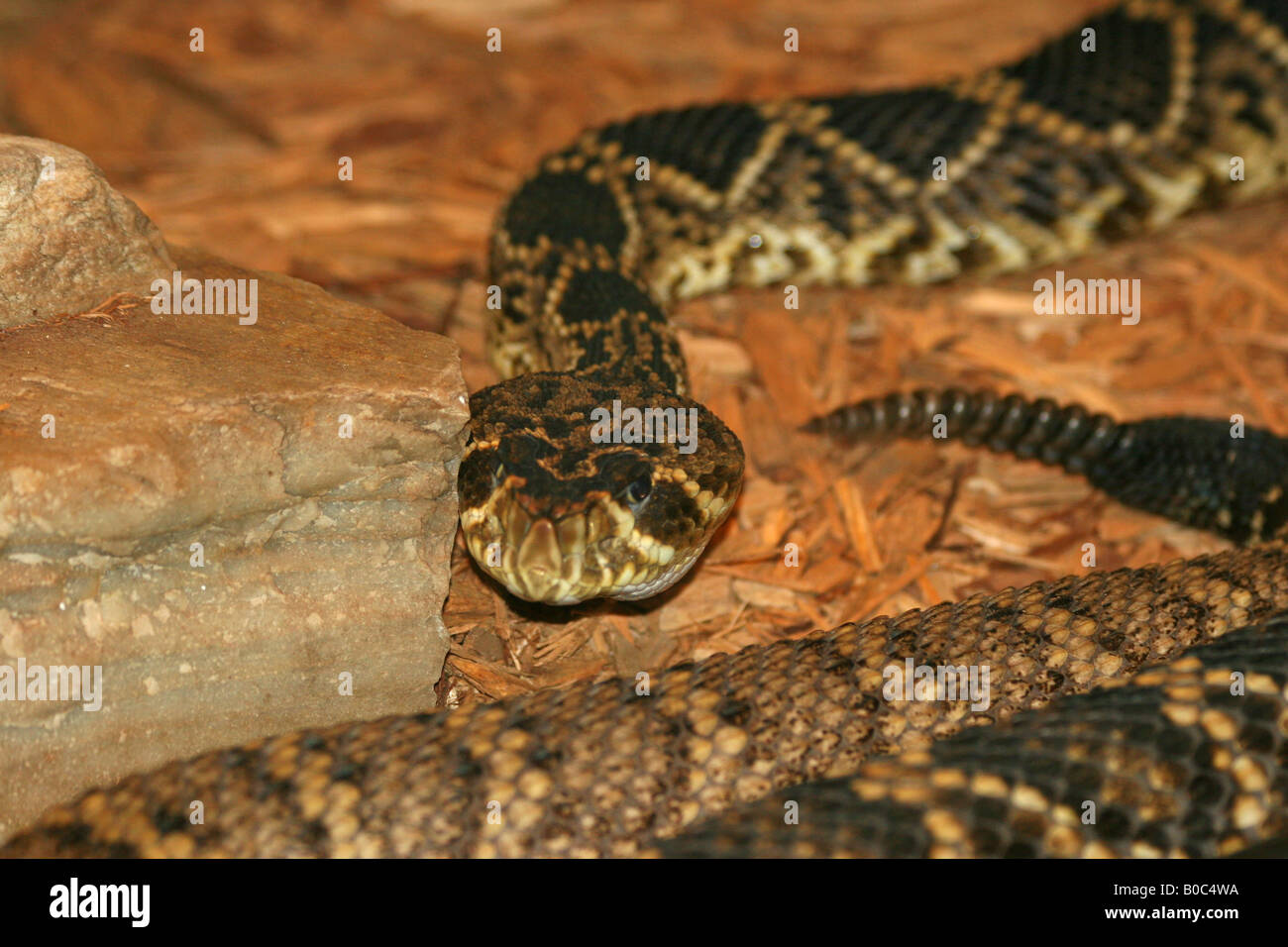 Florida rattler Stockfoto
