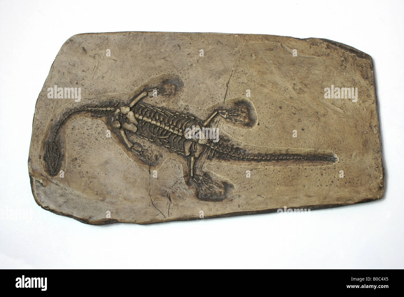 Fossilen Baby-Dinosaurier Plesiosaurus (Nachbau) Stockfoto