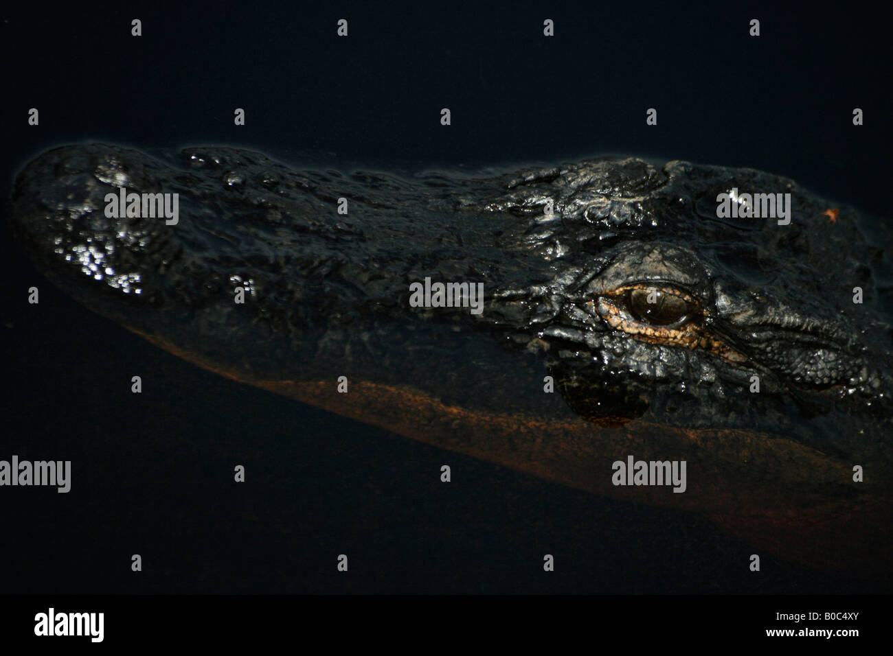 Alligator im National Wildlife Refuge Okefenokee Sumpf Stockfoto