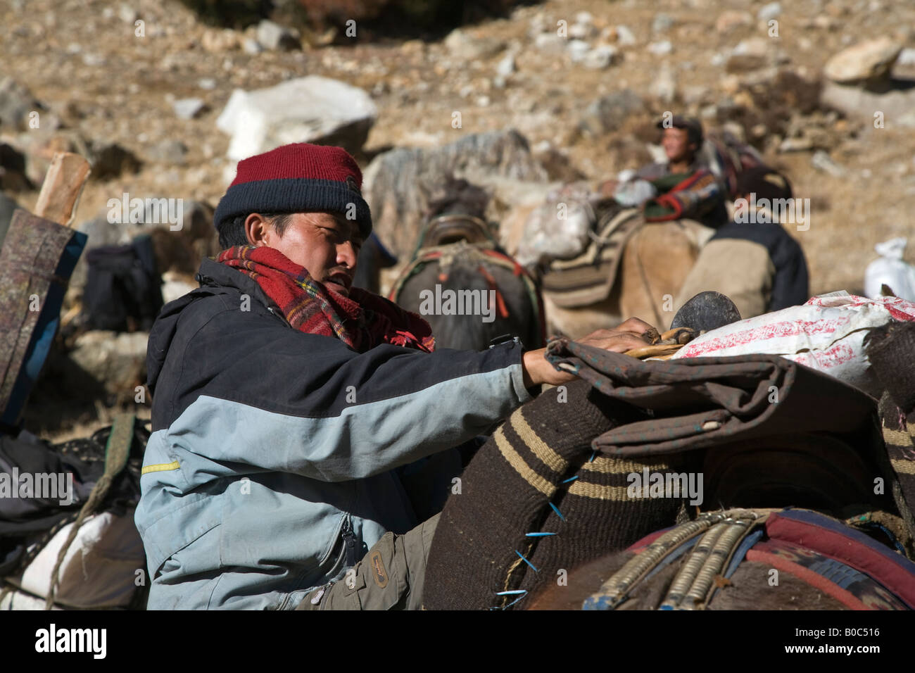 Tibeter aus PHU Dorf Transport liefert mit Pferden in der Vorbereitung für Winter ANNAPURNA CONSERVATION AREA NEPAL Stockfoto